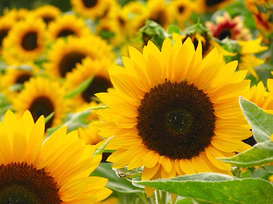 Sunday Worship, July 26